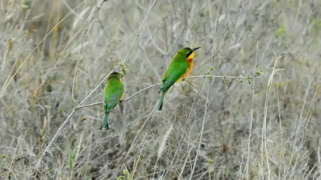 Pair of Little Bee-eater Perched on a Tree 