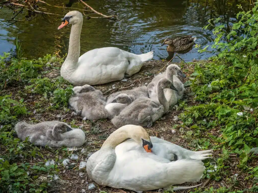 Pair of Mute Swans Resting