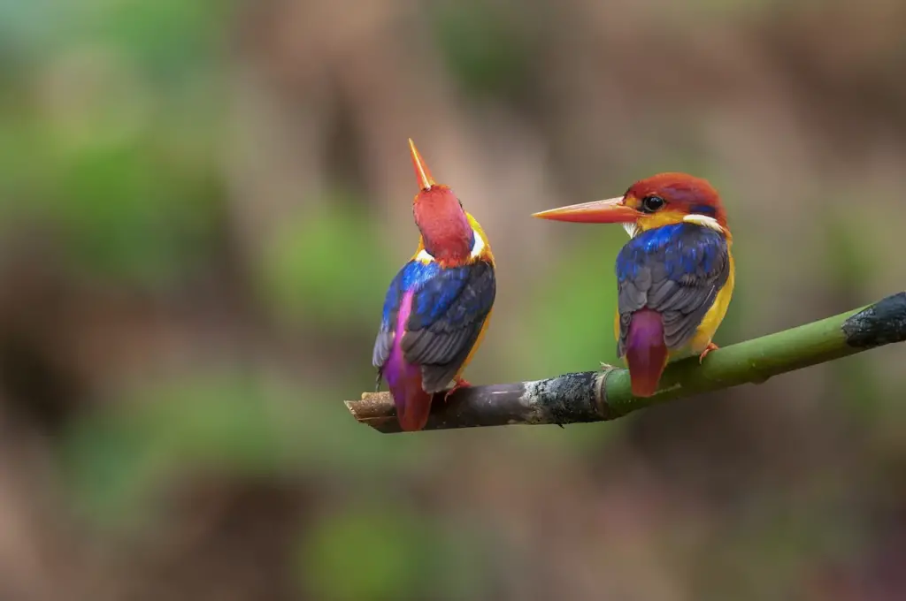 Pair of Oriental Dwarf Kingfishers 