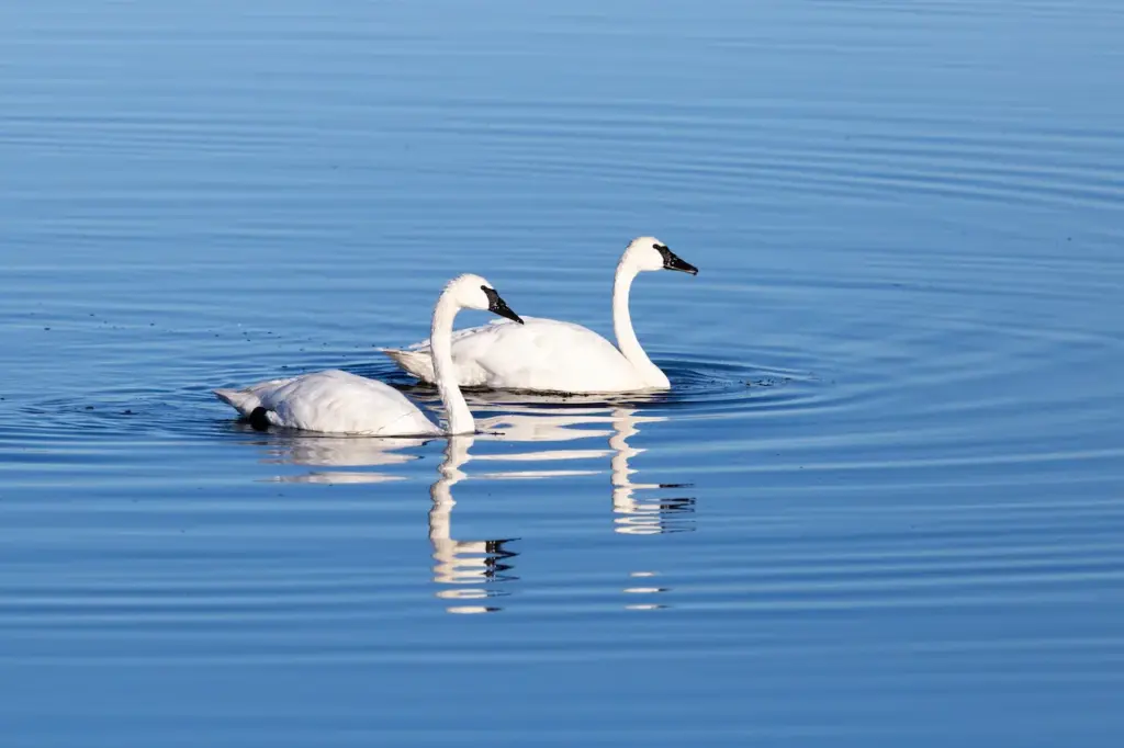 Pair of Whistling Swans Swimming 