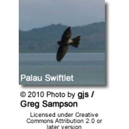 Palau Swiftlet