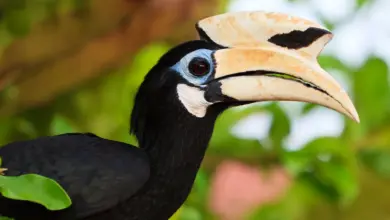 Close up of Palawan Hornbills