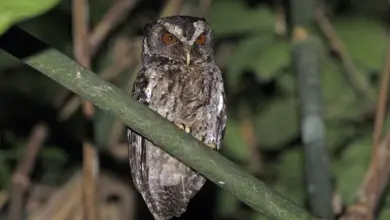 Palawan Scops Owls Perched On A Tree Branch During at Night