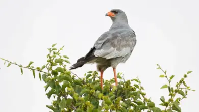 The Pale Chanting Goshawk Standing On Top Of The Tree