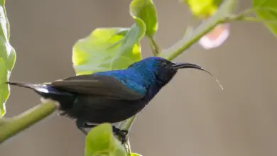 Palestine Sunbirds Perched on Tree Thorn