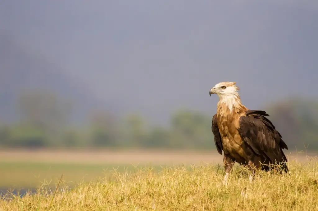 Pallas's Sea-eagle Sitting on The Ground