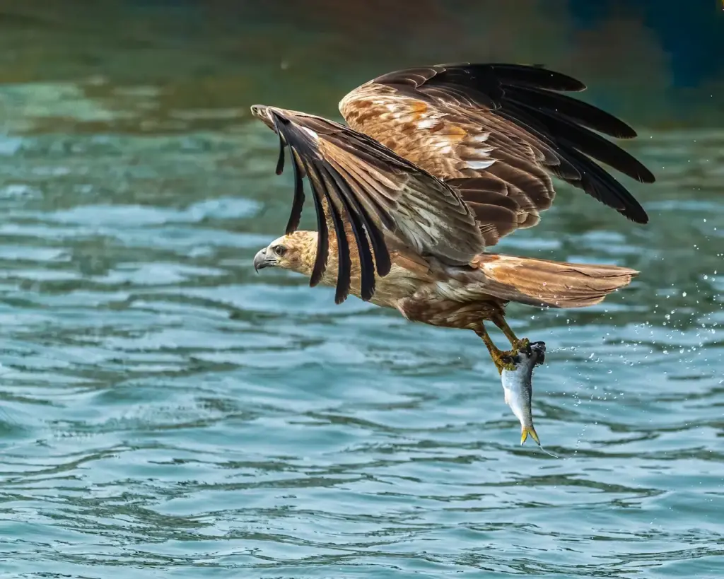 Pallas's Sea-eagle with Fish Flying over the Lake 