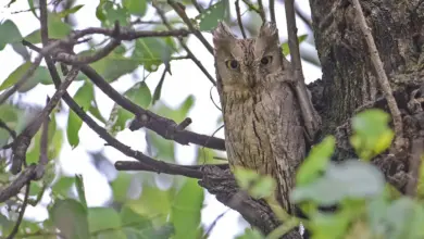 Pallid Scops Owl Hiding in the Tree