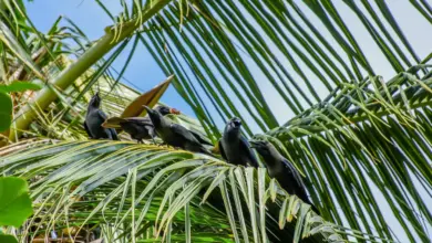 Palm Crows Perched on A Palm Trees