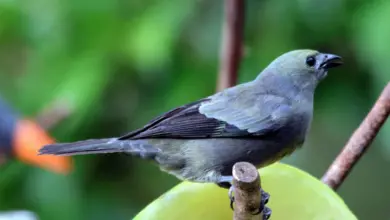 The Palm Tanager Looking For Prey