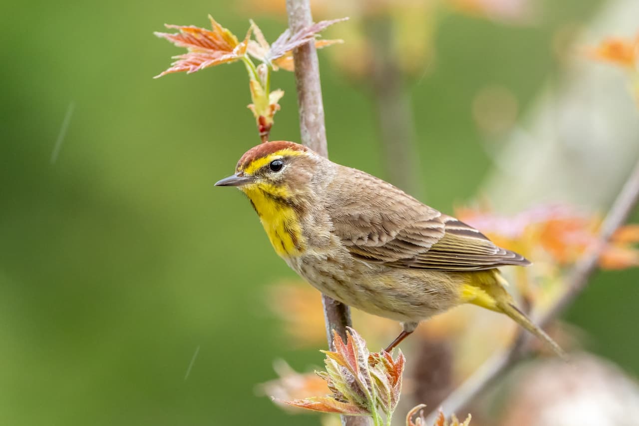 A Palm Warbler bird holding onto a tree branch alone in the forest.