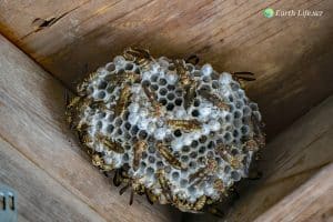 Paper Wasps On Nest