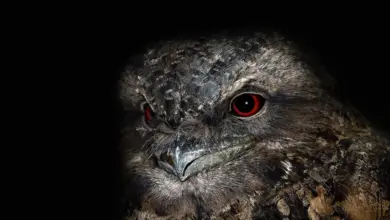 The Papuan Frogmouth Close Up Image