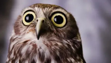 Close Up Image of Papuan Hawk Owl