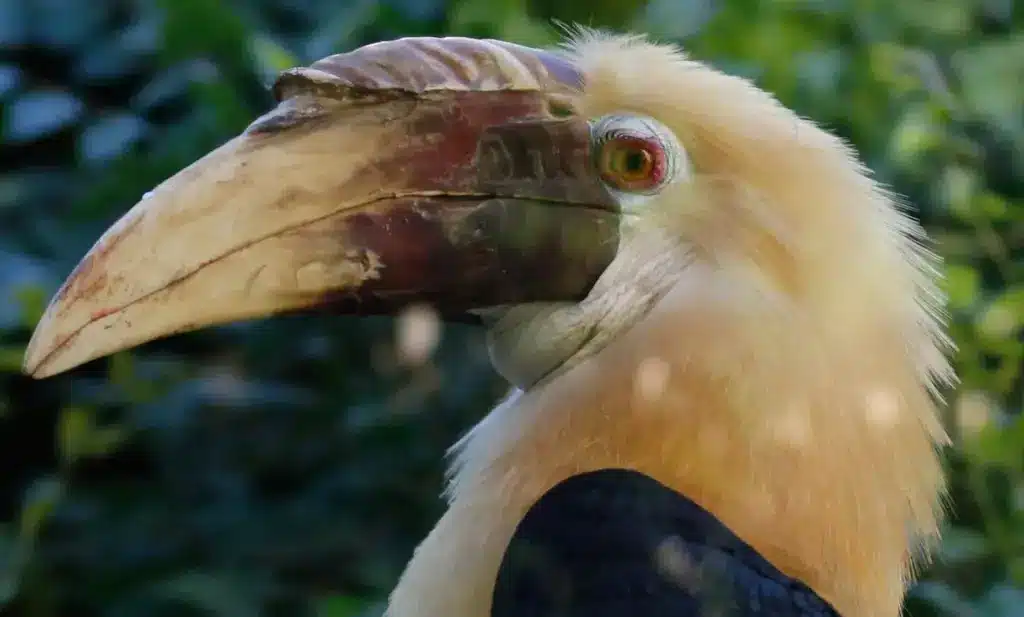A Close Up Of Papuan Hornbill