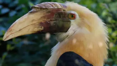 A Close Up Of Papuan Hornbill