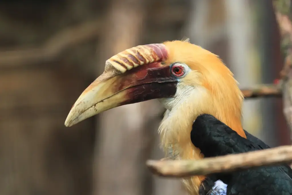 Papuan Hornbills Image 