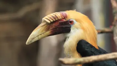 Papuan Hornbills Image