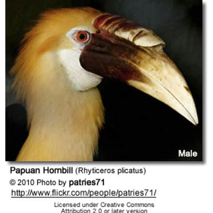 Papuan Hornbill (Rhyticeros plicatus)