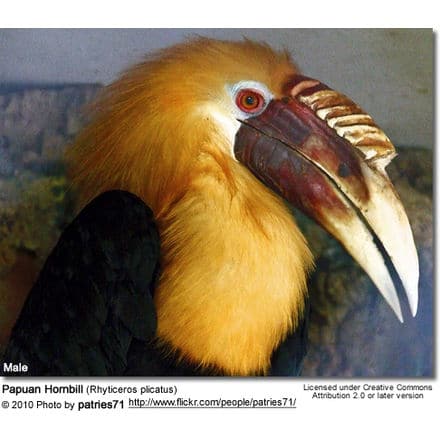 Papuan Hornbill (Rhyticeros plicatus)