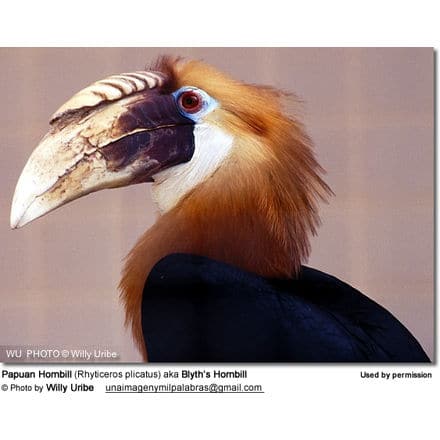 Papuan Hornbill (Rhyticeros plicatus) aka Blyth’s Hornbill