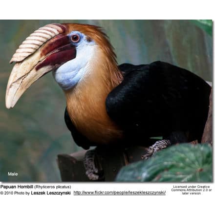 Papuan Hornbill (Rhyticeros plicatus)