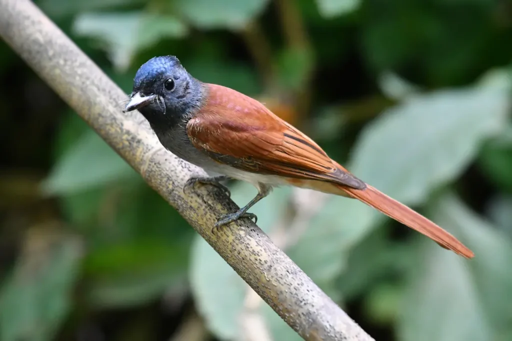 Paradise Flycatchers