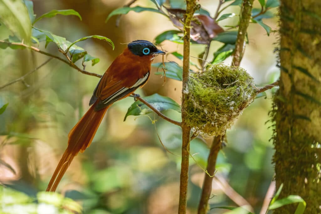 Orange Bird on Tree Paradise Flycatchers