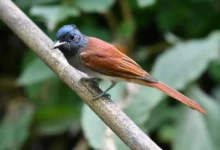 Paradise Flycatchers