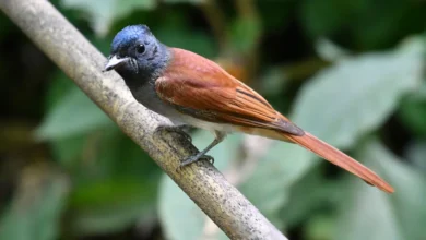 Paradise Flycatchers