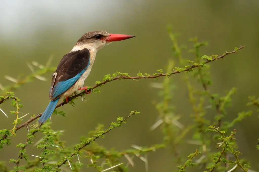 Paradise Kingfishers on the Thorn
