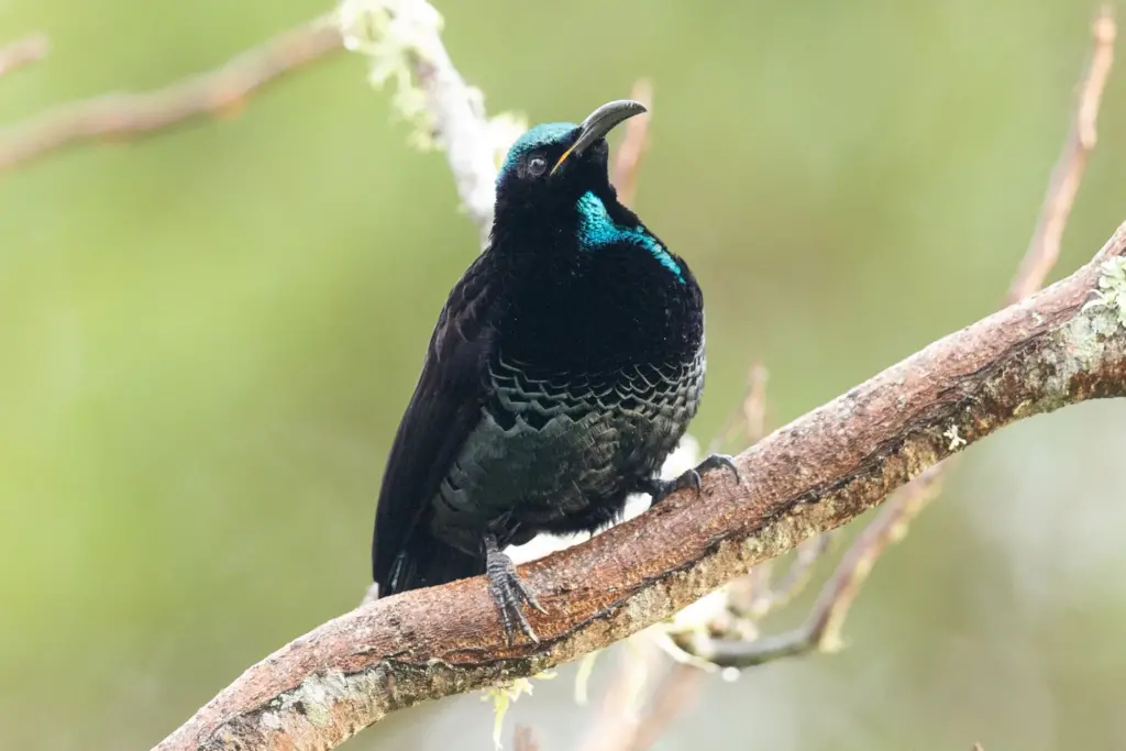 A Bird Perched on Tree Paradise Riflebirds