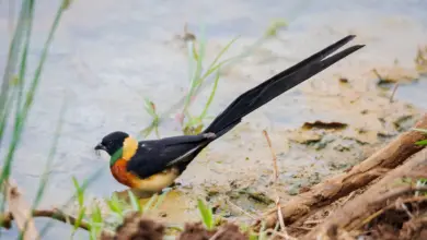 The Paradise Whydah Near The River To Get Drink