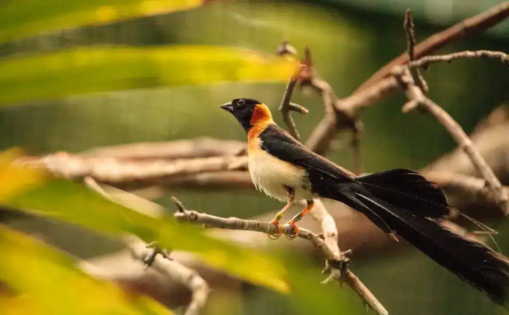 Paradise Whydahs Finches om a Tree