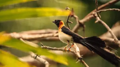 Paradise Whydahs Finches om a Tree