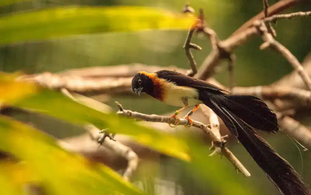 Paradise Whydahs Finches Image