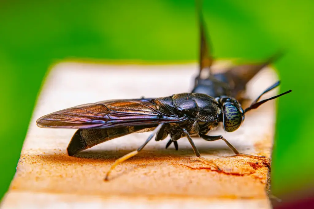 Tachinid Flies Parasitoids