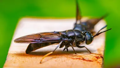 Tachinid Flies Parasitoids