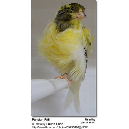 parisian frill canary
