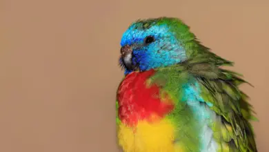 The Parrot Finch Are Has A Different Type Of Color Feather