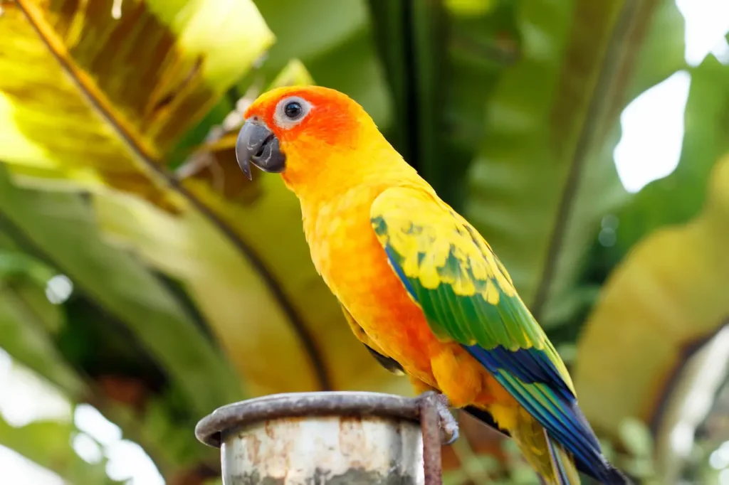 Parrots Photo