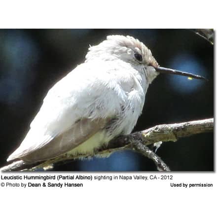 Leucistic Hummingbird (Partial Albino) sighting in Napa Valley, CA - 2012