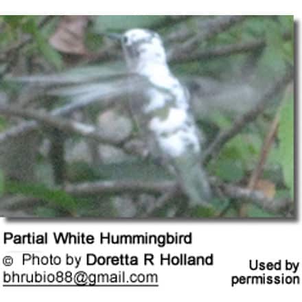 Partial White Hummingbird at San Diego Zoo
