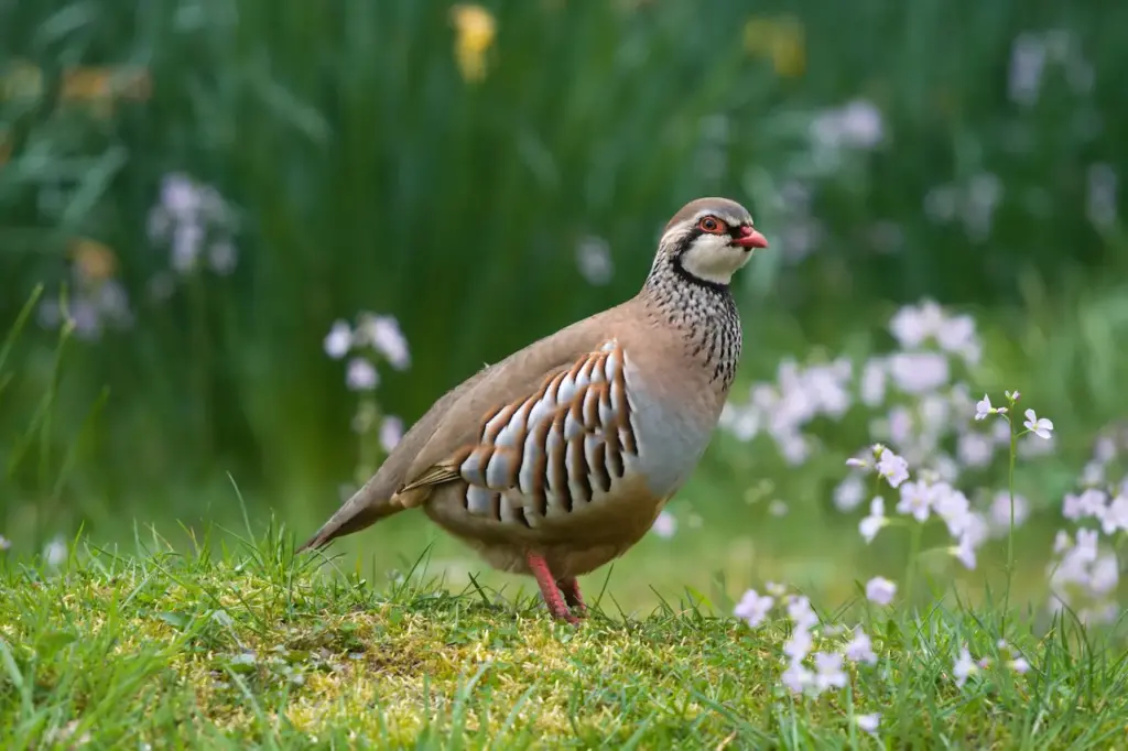 Partridge Photo on the Grass