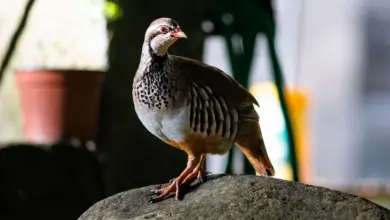 A Partridge Standing On The Rock