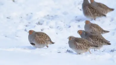 Flock of Partridges in the Snow
