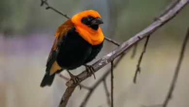 Orange Bishop Sits On A Branch Passerine Birds