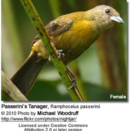 Passerini’s Tanager, Ramphocelus passerinii