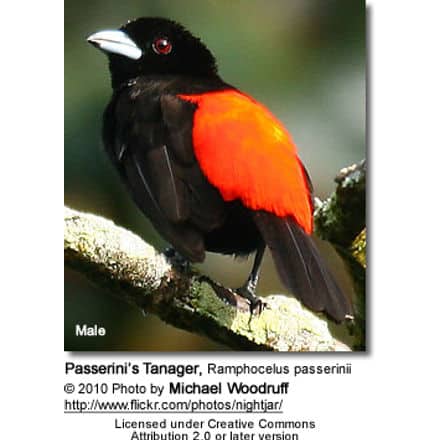Passerinis Tanager - Male