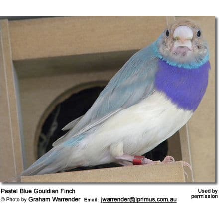 Pastel Blue Gouldian Finch